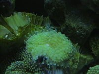 webpics 087.jpg