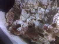 -Device Memory-home-user-pictures-IMG00196.jpg