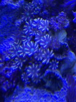 6CAD5669-139E-4331-B60A-D81BC4FB15E2.jpeg 6CAD5669-139E-4331-B60A-D81BC4FB15E2.jpeg