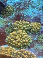 7355431F-EDF5-4D8D-B0A7-AAC37E70C70E.jpeg