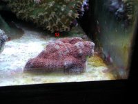 swap frag 20077.jpg