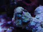 DSC08338.JPG