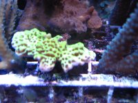 Montipora confusa frag .jpg