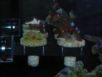 DSCN0660.jpg