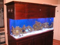 fish tank disney ft laud 069.jpg