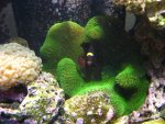 anemone2.jpg