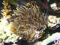 anemone1.jpg