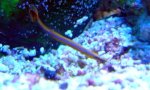 Pipe fish.jpg