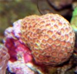 gonipora copy.jpg
