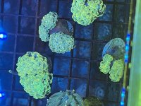 IMG_5011.jpeg