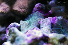 shroom.jpg