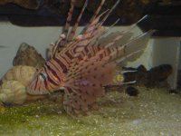 Lionfish.jpg