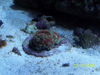 Acans_1.jpg