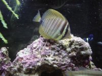 tang 3.jpg