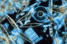 250px-Diatoms_through_the_microscope.jpg