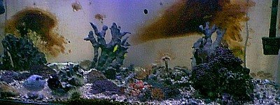 diatom8_400fullview.jpg