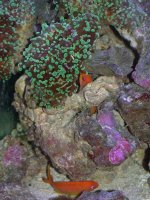 anthias1.jpg