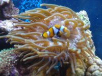 Anemone & Clown.jpg