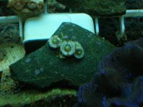 reef tank may 18 021.jpg