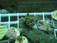 reef tank may 18 018.jpg