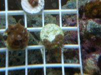 reef tank may 18 012.jpg