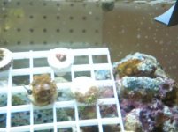 reef tank may 18 011.jpg