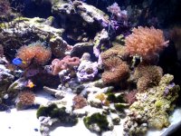 54 corals 007.JPG