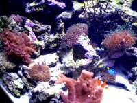 54 corals 009.JPG