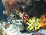 suncorals, clams & more 014_800x600.jpg