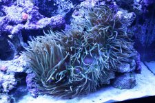 anemone w clown (scaled down).JPG