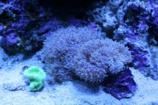 bubble coral (scaled down).JPG