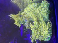 IMG_5823.jpeg