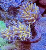 coral one.jpg