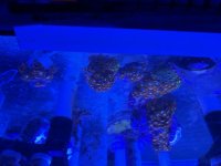 IMG_0243.jpeg
