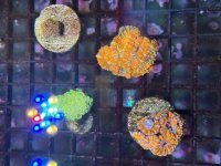 IMG_7428.jpeg