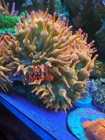 IMG_7952.jpeg