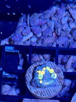 IMG_4119.jpeg