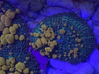 IMG_3439.jpeg