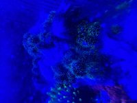IMG_0461.jpeg