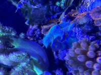 IMG_4009.jpeg
