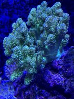 IMG_2040.jpeg