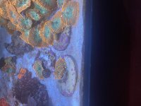 IMG_3974.jpeg