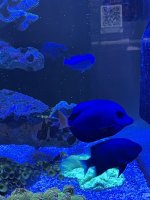 IMG_2061.jpeg