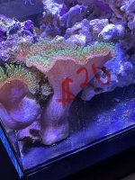 IMG_8675.jpeg