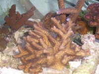 corals for sale 007.JPG