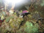 new wrasse 020.jpg