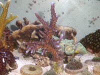 corals for sale 010.JPG