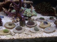 corals for sale 011.JPG