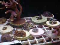 corals for sale 013.JPG