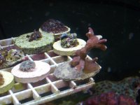 corals for sale 014.JPG